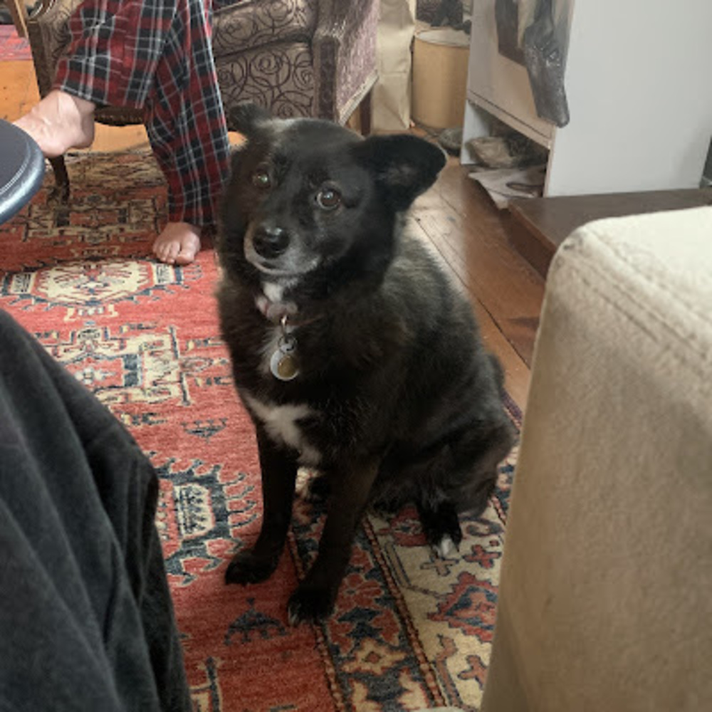 Meet your Posher, Odin